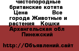 чистопородные британские котята › Цена ­ 10 000 - Все города Животные и растения » Кошки   . Архангельская обл.,Пинежский 